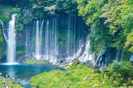 新宿発 桜舞う 絶景の龍厳淵と天然記念物白糸の滝&摘みたていちご狩り食べ放題 静岡日帰り1